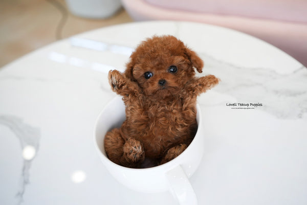 Teacup Poodle Male [Dean] - Lowell Teacup Puppies inc