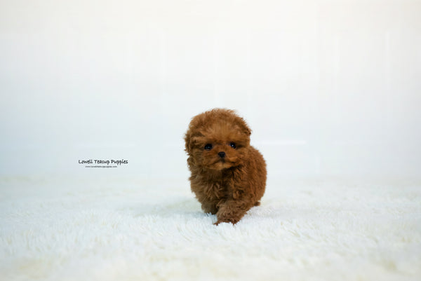 Yelena Rivkin / Teacup Poodle Male [Thor] - Lowell Teacup Puppies inc