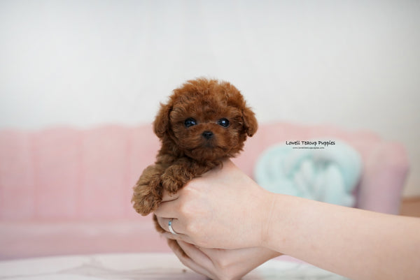 Teacup Poodle Male [Dean] - Lowell Teacup Puppies inc