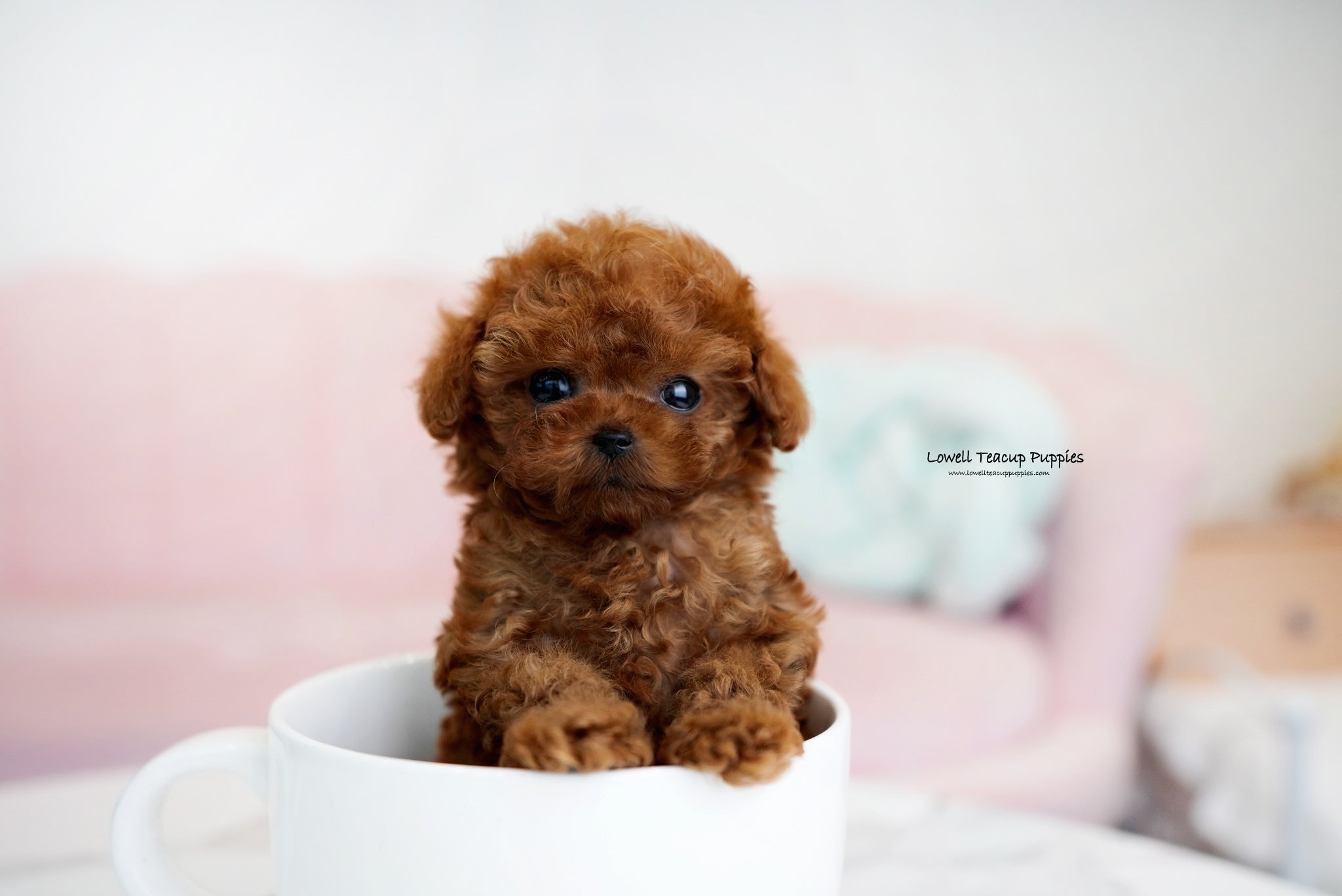 Teacup Poodle Male [Dean] - Lowell Teacup Puppies inc