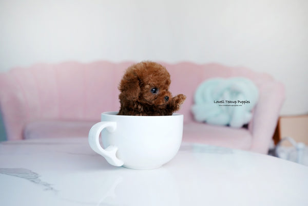 Teacup Poodle Male [Dean] - Lowell Teacup Puppies inc