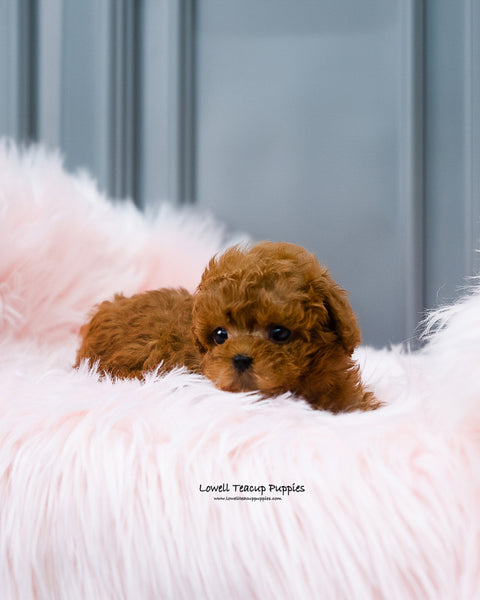 Teacup Poodle Female [Barbie] - Lowell Teacup Puppies inc