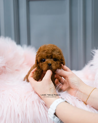 Teacup Poodle Female [Barbie] - Lowell Teacup Puppies inc