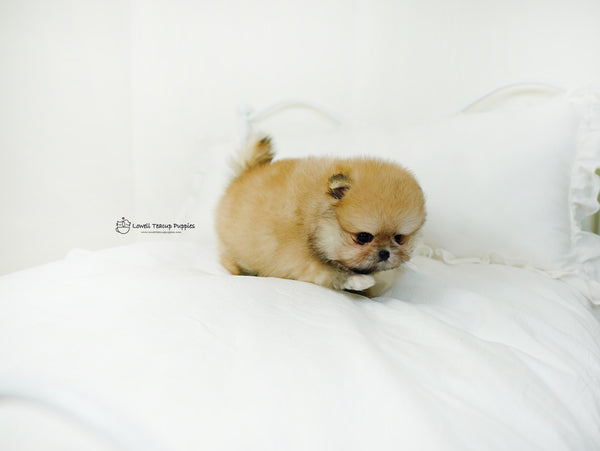 Lim / Teacup Pomeranian Female [Brownie] - Lowell Teacup Puppies inc