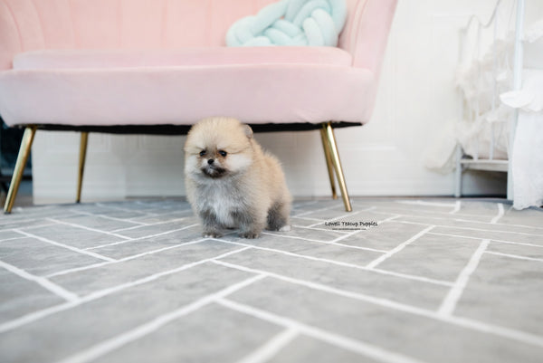 Teacup Pomeranian Male [Gucci] - Lowell Teacup Puppies inc