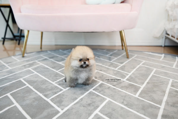 Teacup Pomeranian Male [Gucci] - Lowell Teacup Puppies inc