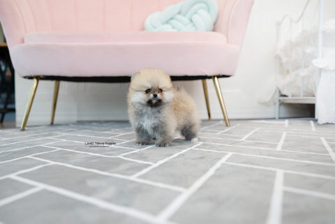 Teacup Pomeranian Male [Gucci] - Lowell Teacup Puppies inc