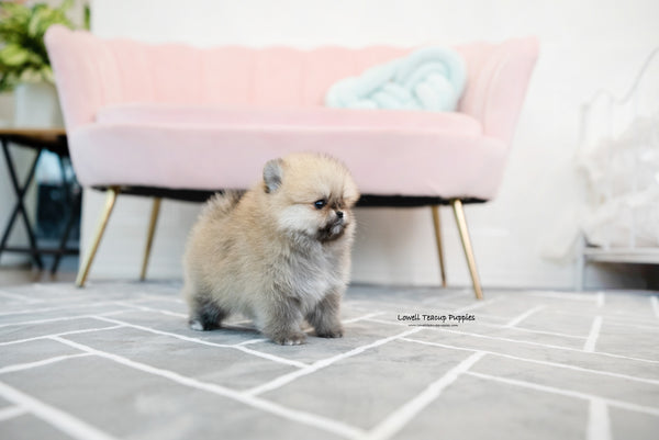 Teacup Pomeranian Male [Gucci] - Lowell Teacup Puppies inc