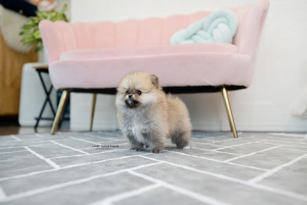 Teacup Pomeranian Male [Gucci] - Lowell Teacup Puppies inc