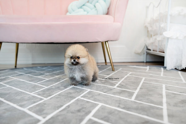 Teacup Pomeranian Male [Gucci] - Lowell Teacup Puppies inc
