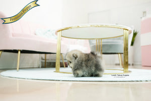 Teacup Pomeranian [Gideon] - Lowell Teacup Puppies inc