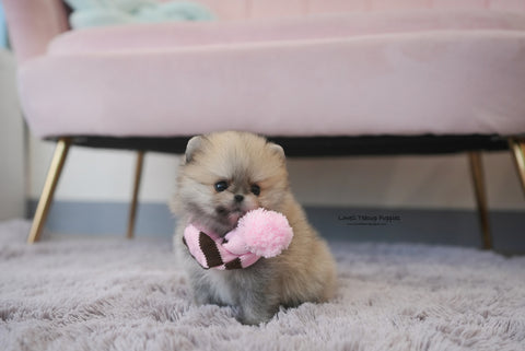 Rodriguez / Teacup Pomeranian Male [Benji] - Lowell Teacup Puppies inc