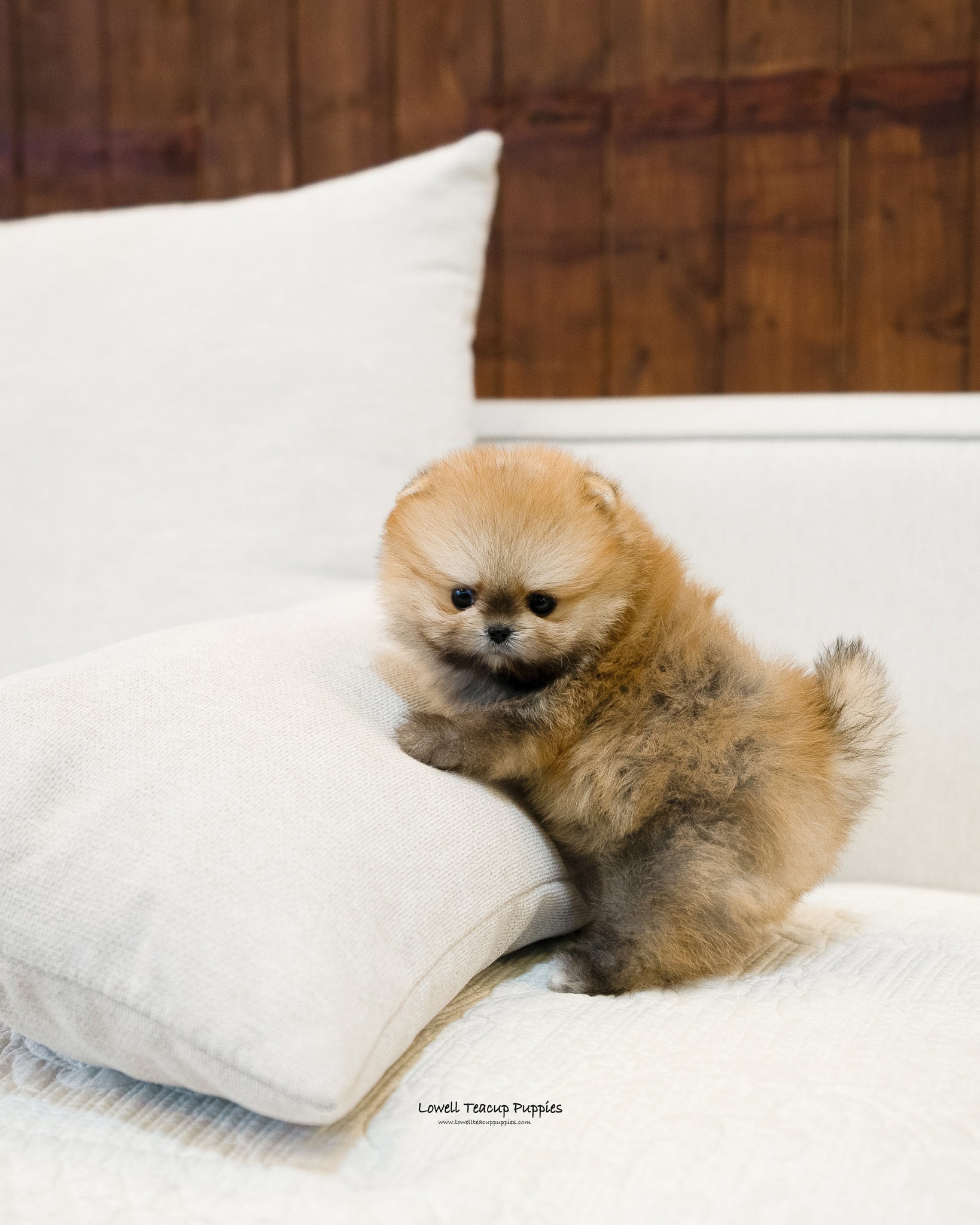 Teacup Pomeranian Male [Peter] - Lowell Teacup Puppies inc