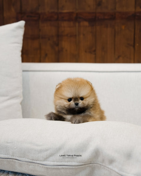 Teacup Pomeranian Male [Peter] - Lowell Teacup Puppies inc