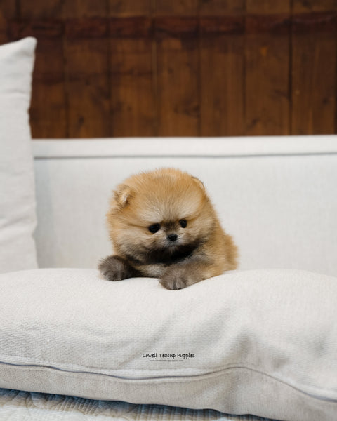 Teacup Pomeranian Male [Peter] - Lowell Teacup Puppies inc