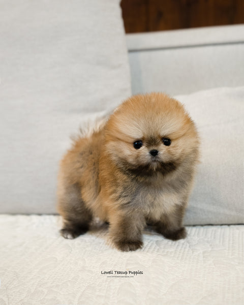 Teacup Pomeranian Male [Peter] - Lowell Teacup Puppies inc
