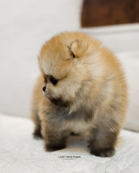 Teacup Pomeranian Male [Peter] - Lowell Teacup Puppies inc