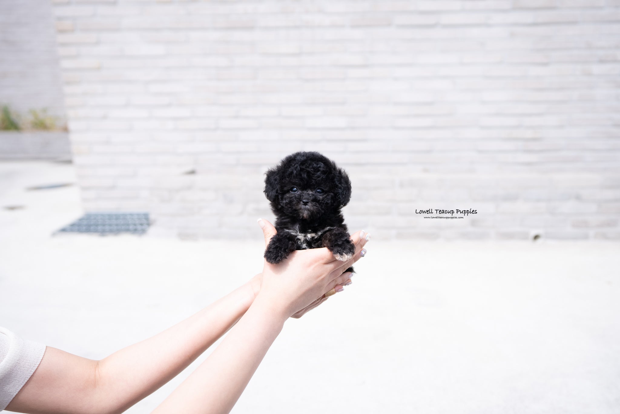 Teacup Poodle Female [Maeve] - Lowell Teacup Puppies inc
