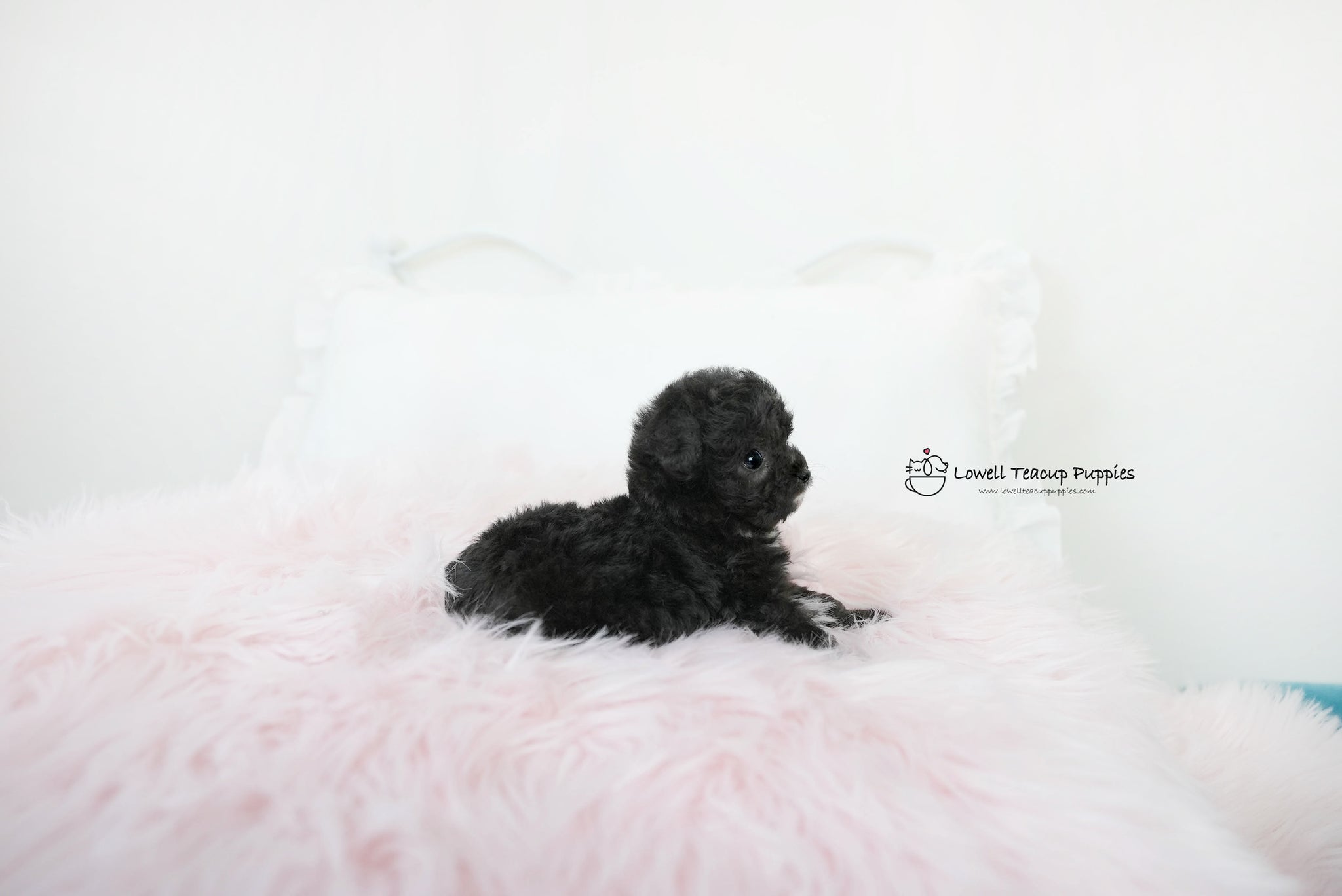 James / Teacup Poodle Female [Poppy] - Lowell Teacup Puppies inc