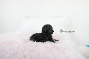 James / Teacup Poodle Female [Poppy] - Lowell Teacup Puppies inc