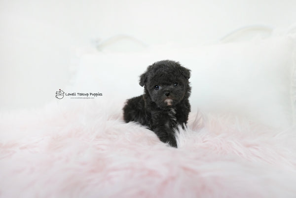 James / Teacup Poodle Female [Poppy] - Lowell Teacup Puppies inc