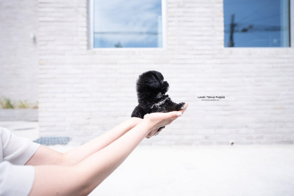 Teacup Poodle Female [Maeve] - Lowell Teacup Puppies inc
