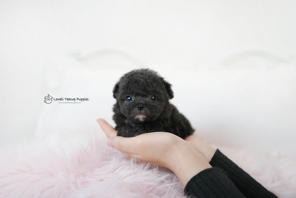 James / Teacup Poodle Female [Poppy] - Lowell Teacup Puppies inc