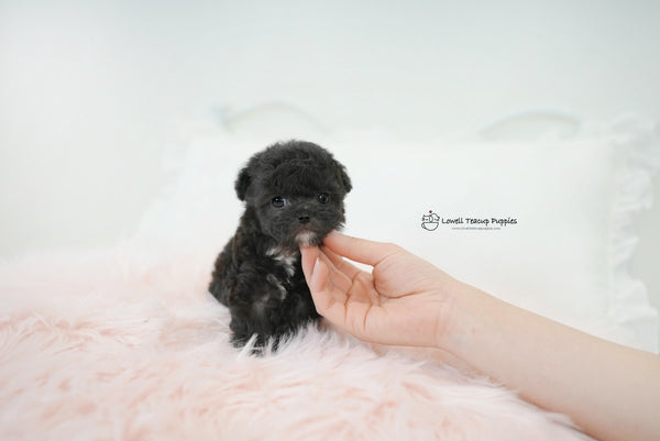 James / Teacup Poodle Female [Poppy] - Lowell Teacup Puppies inc