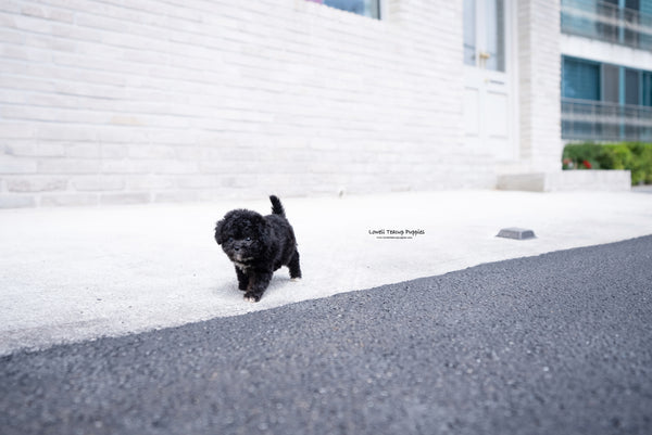 Teacup Poodle Female [Maeve] - Lowell Teacup Puppies inc