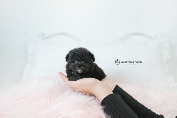 James / Teacup Poodle Female [Poppy] - Lowell Teacup Puppies inc