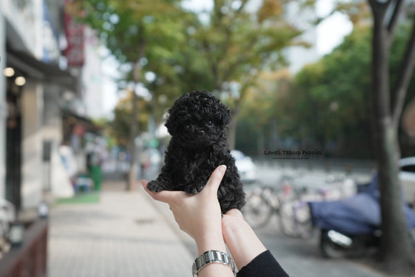 Xingyi / Teacup Poodle Female [Chloe] - Lowell Teacup Puppies inc