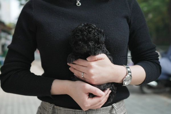 Xingyi / Teacup Poodle Female [Chloe] - Lowell Teacup Puppies inc