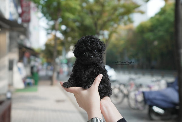Xingyi / Teacup Poodle Female [Chloe] - Lowell Teacup Puppies inc