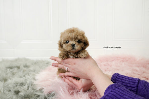 Gonzalez / Teacup Maltipoo Male [Moko] - Lowell Teacup Puppies inc