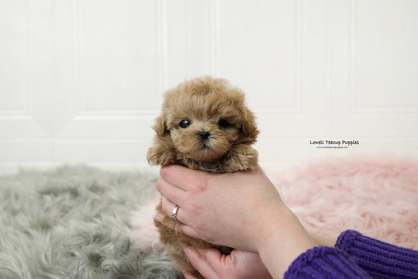 Gonzalez / Teacup Maltipoo Male [Moko] - Lowell Teacup Puppies inc