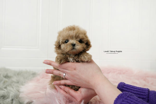 Gonzalez / Teacup Maltipoo Male [Moko] - Lowell Teacup Puppies inc