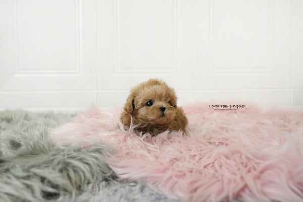 Gonzalez / Teacup Maltipoo Male [Moko] - Lowell Teacup Puppies inc