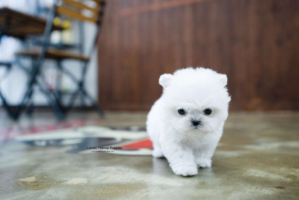 Teacup Bichon frise Female [Angela]