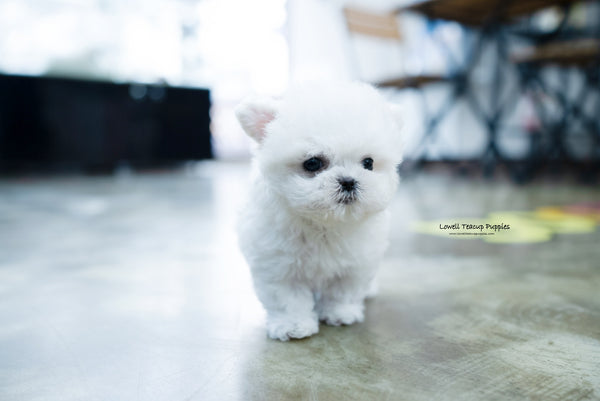 Teacup Bichon frise Female [Angela] - Lowell Teacup Puppies inc