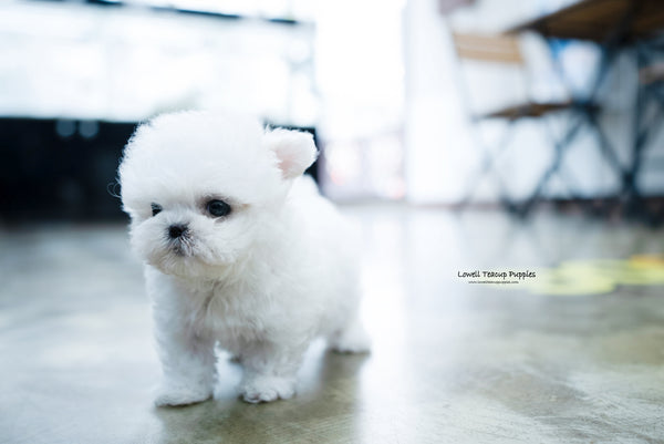 Teacup Bichon frise Female [Angela] - Lowell Teacup Puppies inc