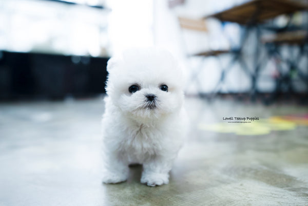 Teacup Bichon frise Female [Angela] - Lowell Teacup Puppies inc