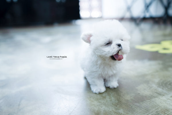 Teacup Bichon frise Female [Angela] - Lowell Teacup Puppies inc