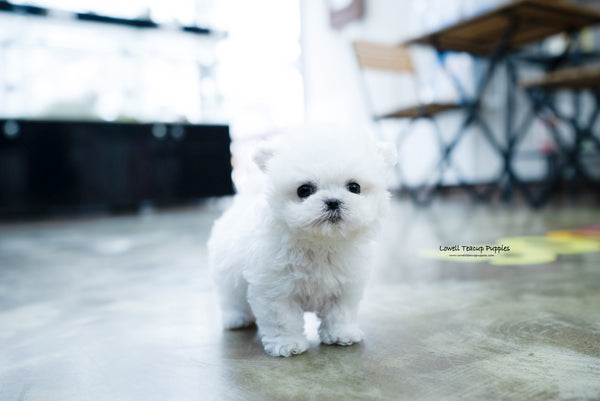 Teacup Bichon frise Female [Angela] - Lowell Teacup Puppies inc