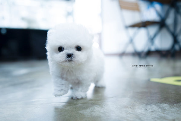 Teacup Bichon frise Female [Angela] - Lowell Teacup Puppies inc