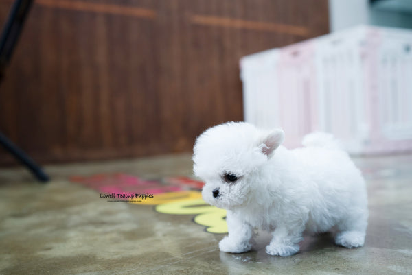 Teacup Bichon frise Female [Angela] - Lowell Teacup Puppies inc