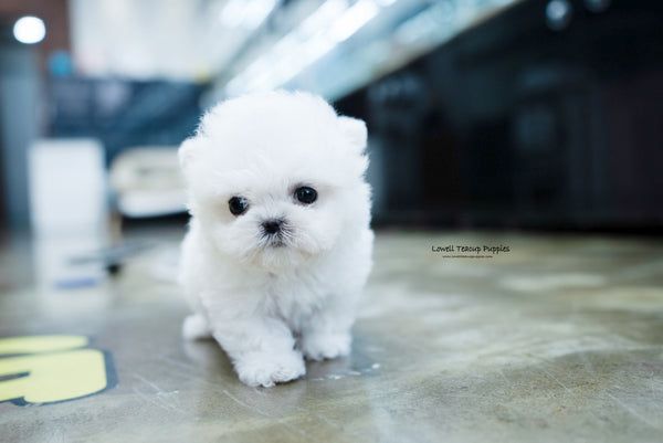 Teacup Bichon frise Female [Angela] - Lowell Teacup Puppies inc