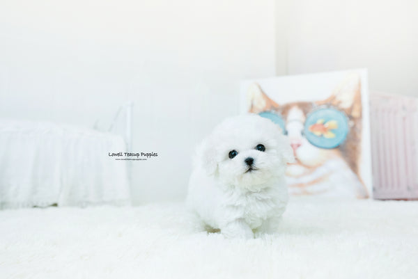 Teacup Bichon frise Male [Lyle] - Lowell Teacup Puppies inc