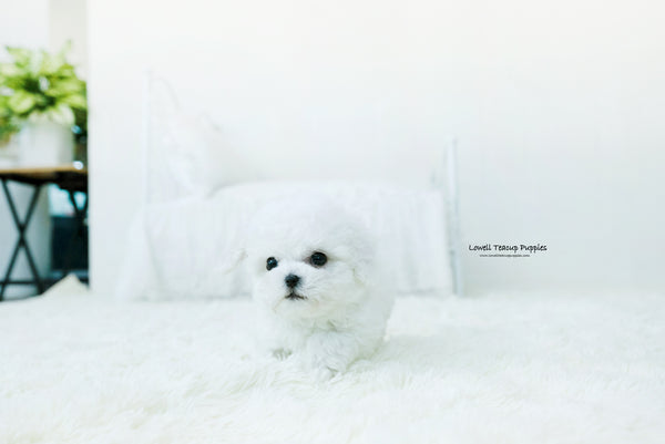 Teacup Bichon frise Male [Lyle] - Lowell Teacup Puppies inc