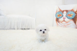 Teacup Bichon frise Male [Lyle] - Lowell Teacup Puppies inc