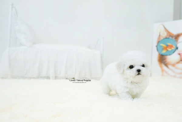 Teacup Bichon frise Male [Lyle] - Lowell Teacup Puppies inc